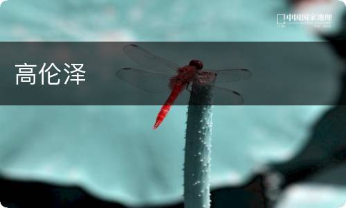 高伦泽