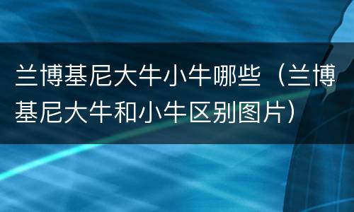 兰博基尼大牛小牛哪些（兰博基尼大牛和小牛区别图片）