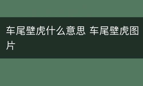 车尾壁虎什么意思 车尾壁虎图片
