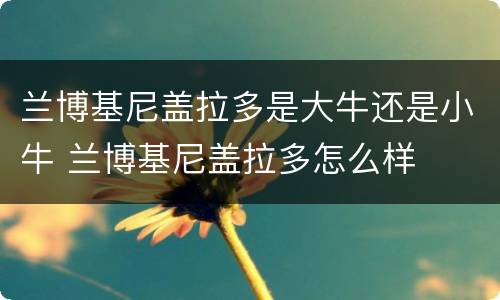 兰博基尼盖拉多是大牛还是小牛 兰博基尼盖拉多怎么样