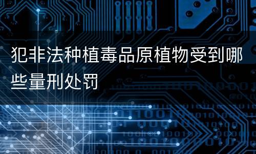 犯非法种植毒品原植物受到哪些量刑处罚