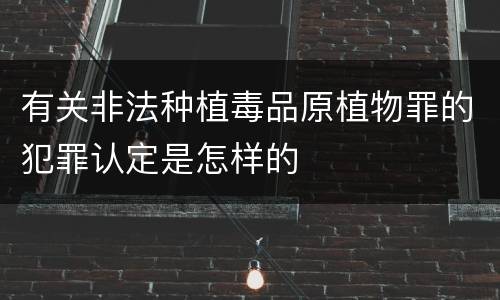 有关非法种植毒品原植物罪的犯罪认定是怎样的