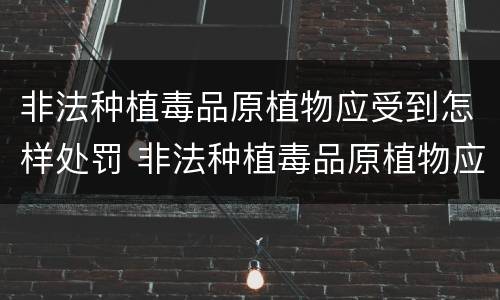 非法种植毒品原植物应受到怎样处罚 非法种植毒品原植物应受到怎样处罚和处罚