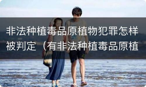 非法种植毒品原植物犯罪怎样被判定（有非法种植毒品原植物罪吗）