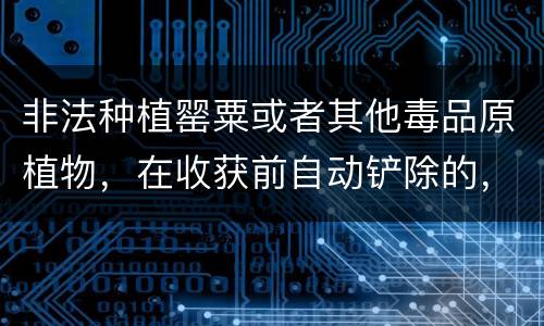 非法种植罂粟或者其他毒品原植物，在收获前自动铲除的，是否可以免除处罚