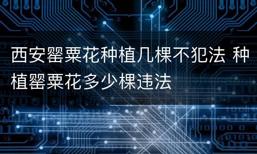 西安罂粟花种植几棵不犯法 种植罂粟花多少棵违法