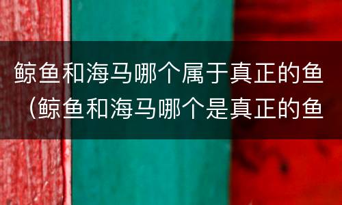 鲸鱼和海马哪个属于真正的鱼（鲸鱼和海马哪个是真正的鱼）