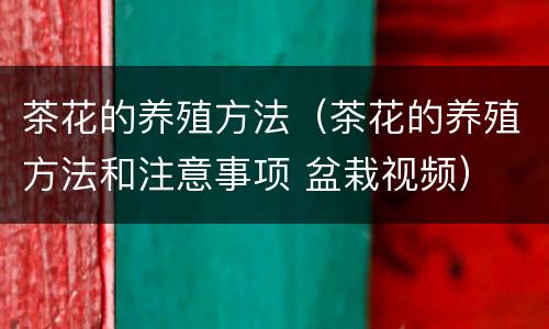 茶花的养殖方法（茶花的养殖方法和注意事项 盆栽视频）
