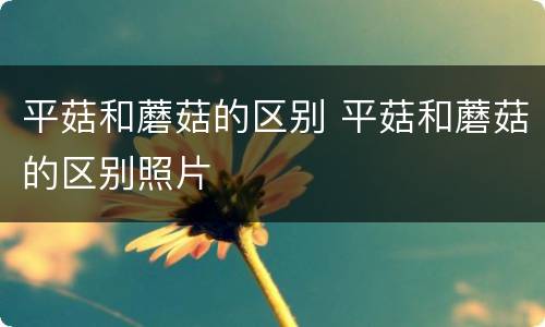 平菇和蘑菇的区别 平菇和蘑菇的区别照片