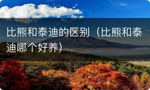 比熊和泰迪的区别（比熊和泰迪哪个好养）