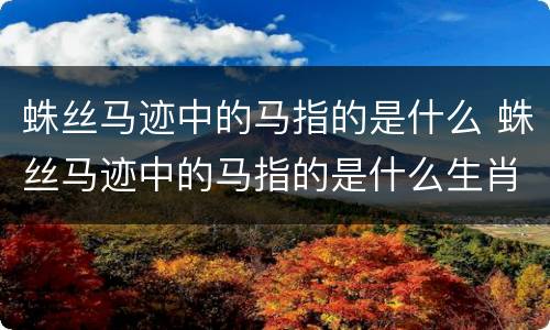 蛛丝马迹中的马指的是什么 蛛丝马迹中的马指的是什么生肖