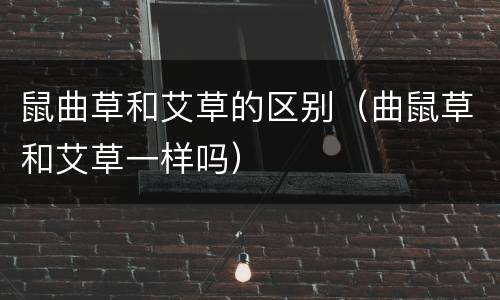 鼠曲草和艾草的区别（曲鼠草和艾草一样吗）