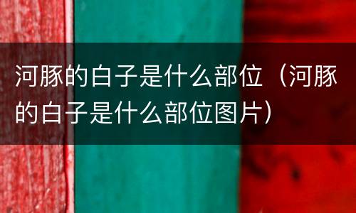 河豚的白子是什么部位（河豚的白子是什么部位图片）