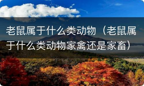 老鼠属于什么类动物（老鼠属于什么类动物家禽还是家畜）