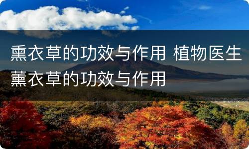 熏衣草的功效与作用 植物医生薰衣草的功效与作用