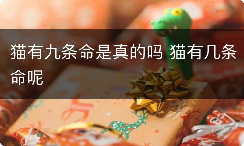 猫有九条命是真的吗 猫有几条命呢