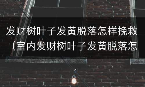 发财树叶子发黄脱落怎样挽救（室内发财树叶子发黄脱落怎样挽救）