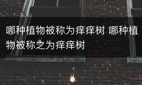 哪种植物被称为痒痒树 哪种植物被称之为痒痒树