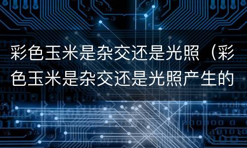 彩色玉米是杂交还是光照（彩色玉米是杂交还是光照产生的）
