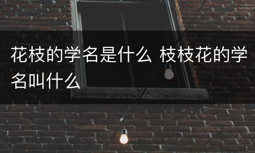 花枝的学名是什么 枝枝花的学名叫什么