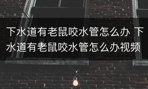 下水道有老鼠咬水管怎么办 下水道有老鼠咬水管怎么办视频