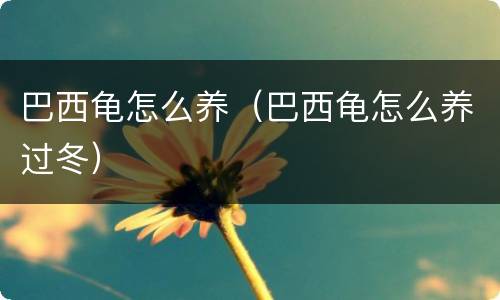 巴西龟怎么养（巴西龟怎么养过冬）