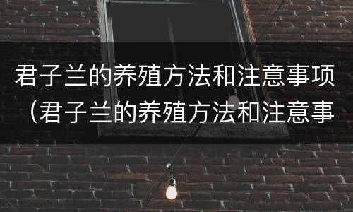 君子兰的养殖方法和注意事项（君子兰的养殖方法和注意事项有哪些）