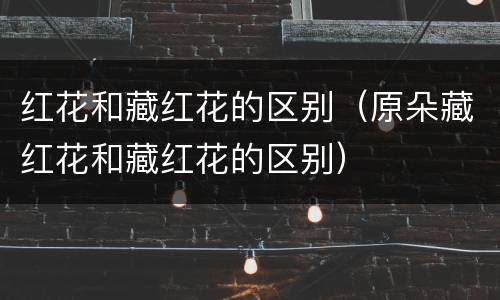 红花和藏红花的区别（原朵藏红花和藏红花的区别）