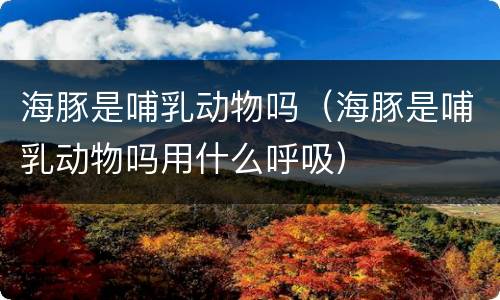 海豚是哺乳动物吗（海豚是哺乳动物吗用什么呼吸）