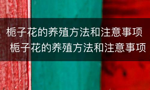 栀子花的养殖方法和注意事项 栀子花的养殖方法和注意事项 盆栽