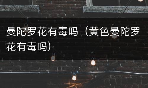 曼陀罗花有毒吗（黄色曼陀罗花有毒吗）