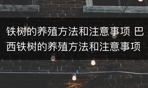 铁树的养殖方法和注意事项 巴西铁树的养殖方法和注意事项