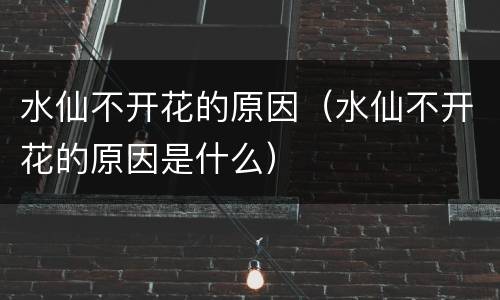 水仙不开花的原因（水仙不开花的原因是什么）