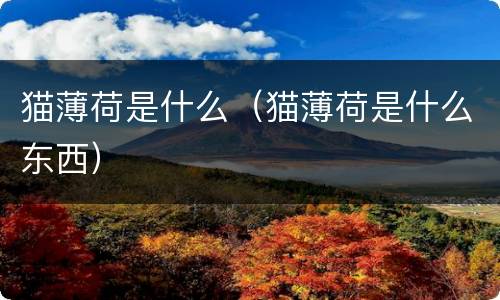 猫薄荷是什么（猫薄荷是什么东西）