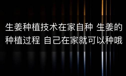 生姜种植技术在家自种 生姜的种植过程 自己在家就可以种哦