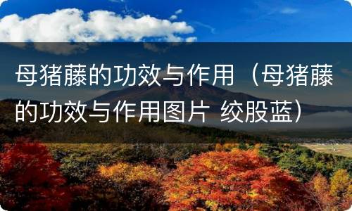 母猪藤的功效与作用（母猪藤的功效与作用图片 绞股蓝）