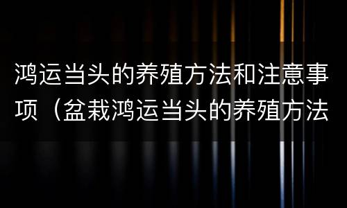 鸿运当头的养殖方法和注意事项（盆栽鸿运当头的养殖方法和注意事项）