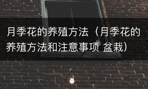 月季花的养殖方法（月季花的养殖方法和注意事项 盆栽）