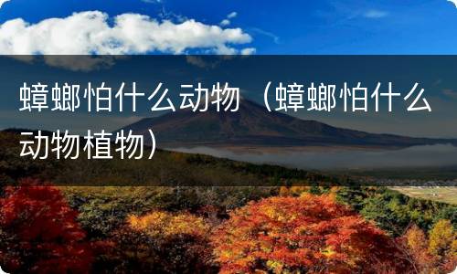 蟑螂怕什么动物（蟑螂怕什么动物植物）