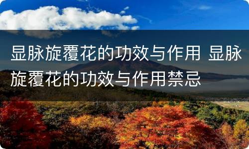 显脉旋覆花的功效与作用 显脉旋覆花的功效与作用禁忌