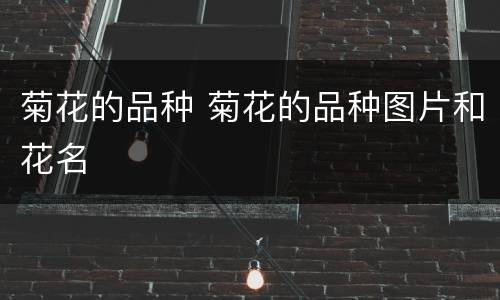 菊花的品种 菊花的品种图片和花名