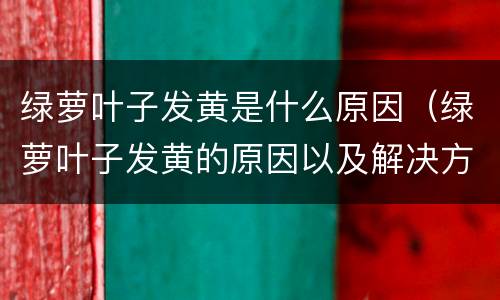 绿萝叶子发黄是什么原因（绿萝叶子发黄的原因以及解决方法）