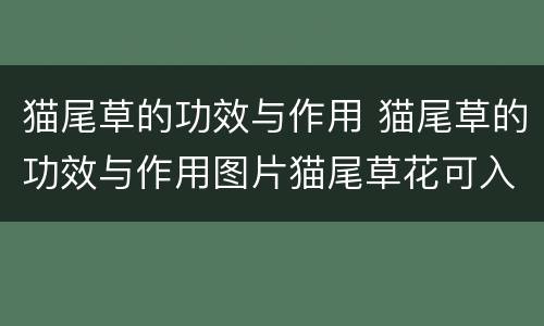 猫尾草的功效与作用 猫尾草的功效与作用图片猫尾草花可入药吗