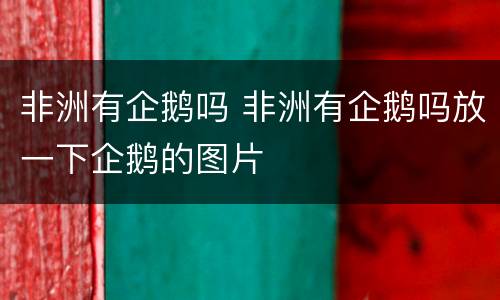 非洲有企鹅吗 非洲有企鹅吗放一下企鹅的图片