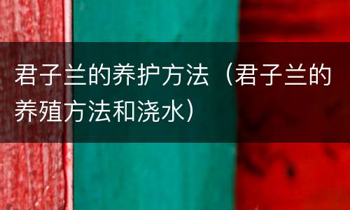 君子兰的养护方法（君子兰的养殖方法和浇水）