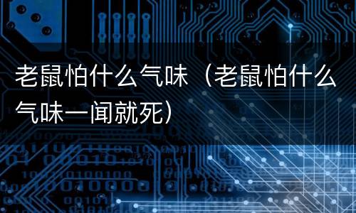 老鼠怕什么气味（老鼠怕什么气味一闻就死）