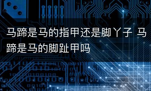 马蹄是马的指甲还是脚丫子 马蹄是马的脚趾甲吗