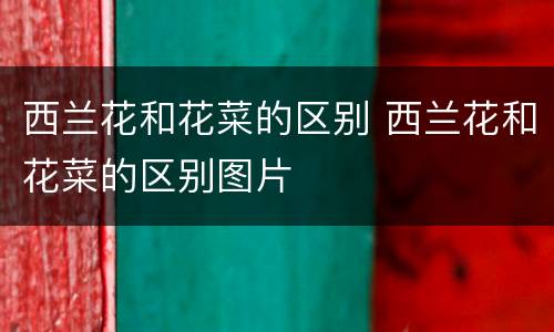 西兰花和花菜的区别 西兰花和花菜的区别图片