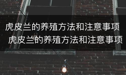 虎皮兰的养殖方法和注意事项 虎皮兰的养殖方法和注意事项虎皮兰开花吗