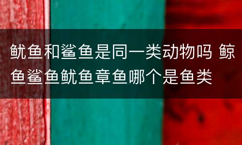 鱿鱼和鲨鱼是同一类动物吗 鲸鱼鲨鱼鱿鱼章鱼哪个是鱼类